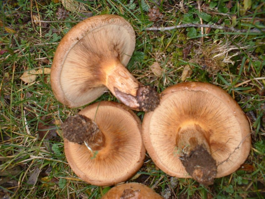 paxillus involutus